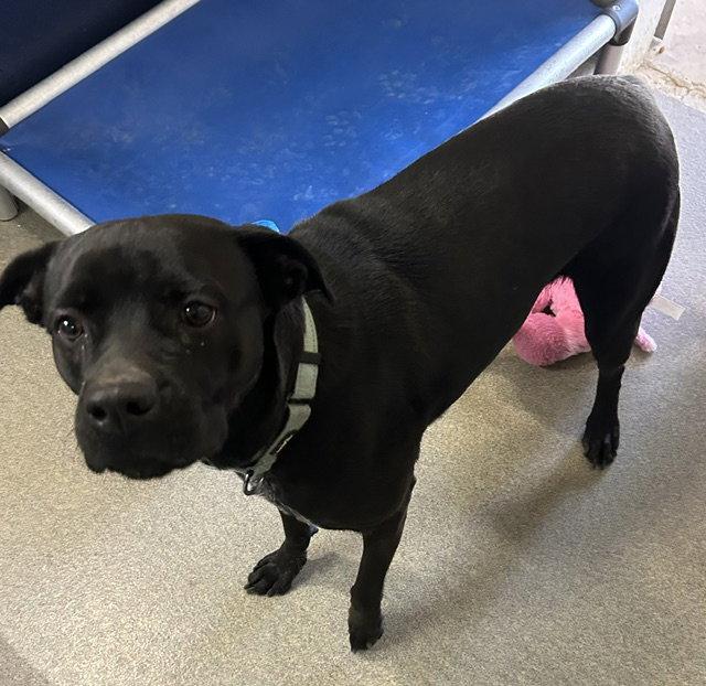 Storm 1 yr old, Adoptable, Adult Female Labrador Retriever.