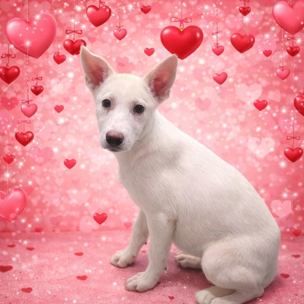 LG-Cecilia, Adoptable, Puppy Female Shepherd & Mixed Breed.