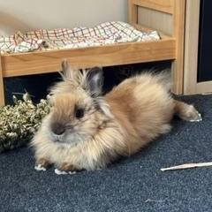 Blanche, a Adoptable Lionhead in Edina, MN image 3/6