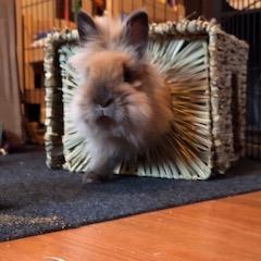 Blanche, a Adoptable Lionhead in Edina, MN image 4/6