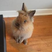 Blanche, a Adoptable Lionhead in Edina, MN image 2/6