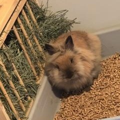 Blanche, a Adoptable Lionhead in Edina, MN image 6/6
