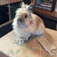 Blanche, a Adoptable Lionhead in Edina, MN image 1/6