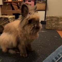 Blanche, a Adoptable Lionhead in Edina, MN image 5/6