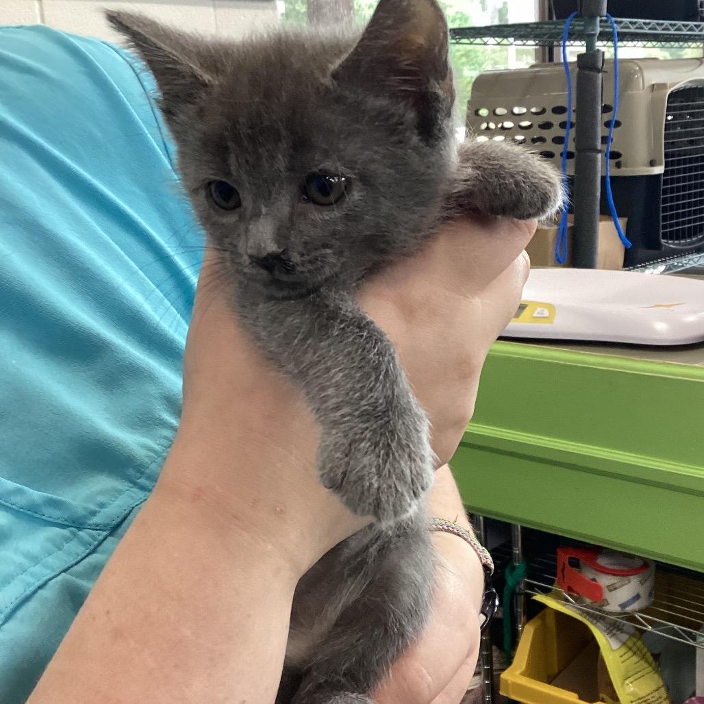 Jordyn, Adoptable, Kitten Female Domestic Short Hair.