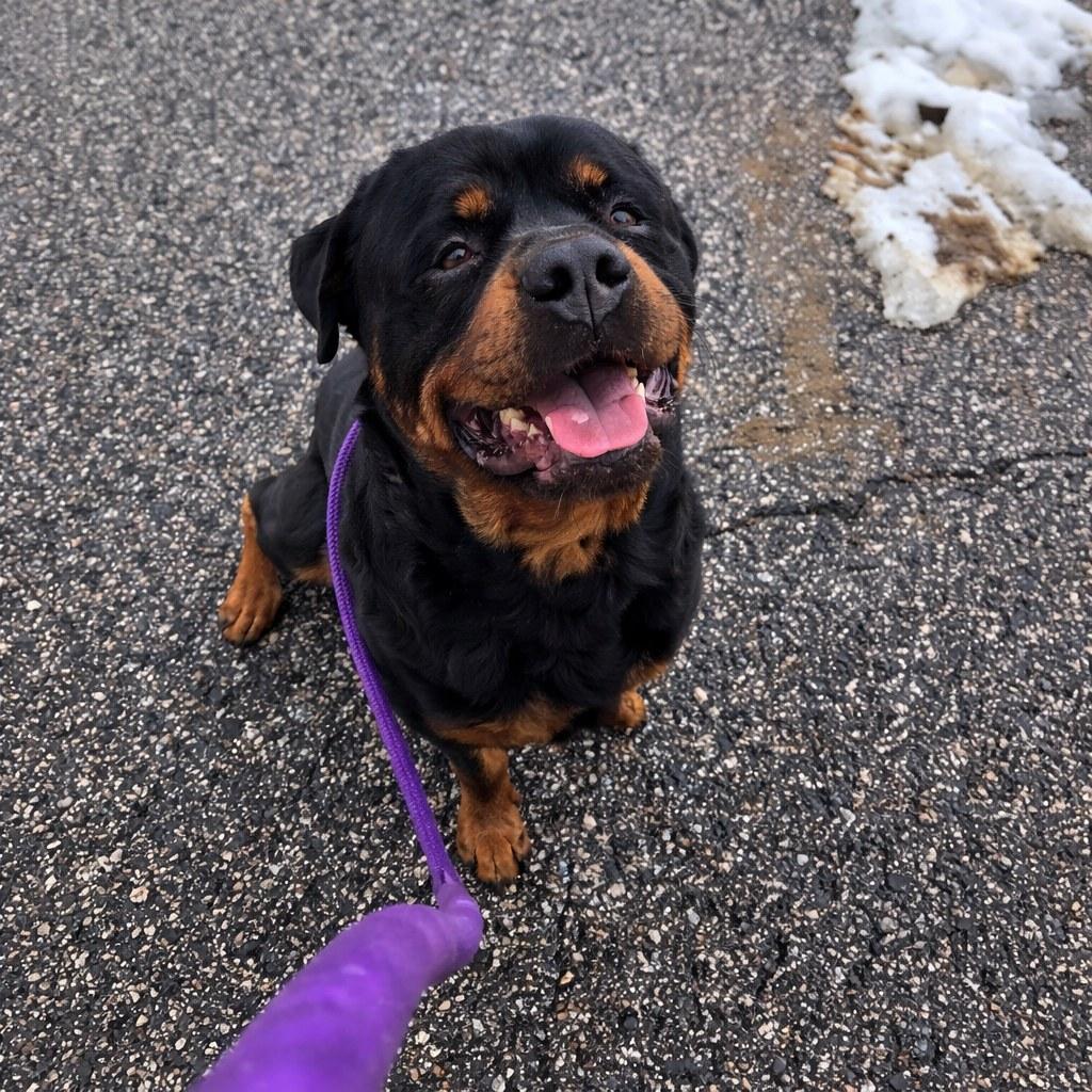 Enlarge ZEUS FRANKLIN , a ADOPTABLE Rottweiler in Chapel Hill, NC image 2/2