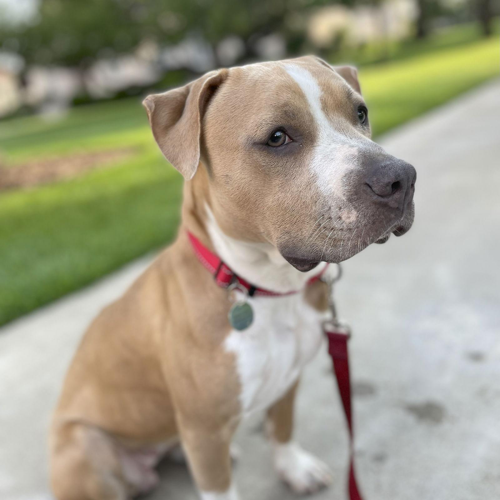 Nilla, a Adoptable Staffordshire Bull Terrier in San Jose, CA image 1/3
