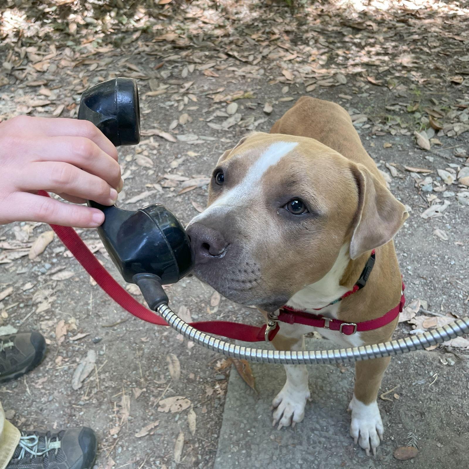 Nilla, a Adoptable Staffordshire Bull Terrier in San Jose, CA image 2/3