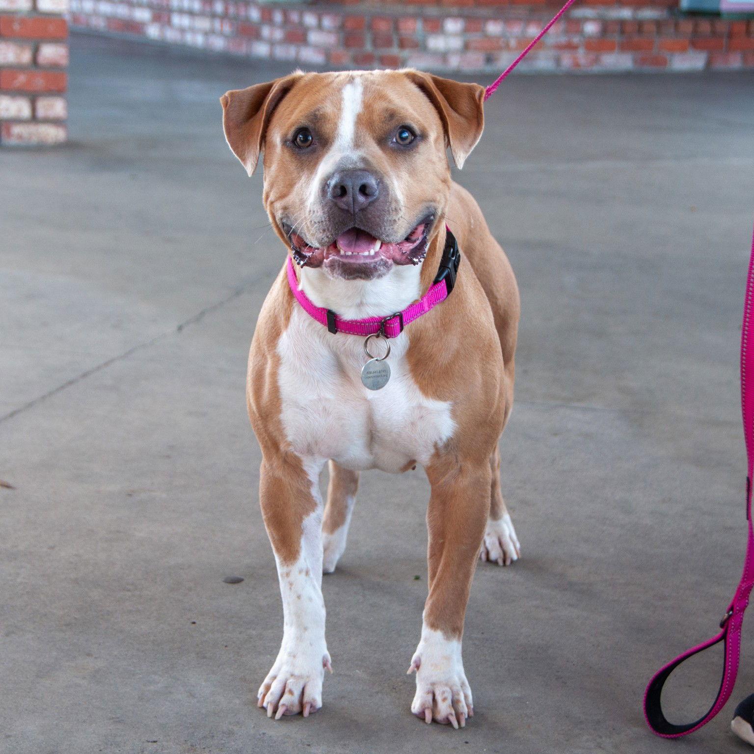 Enlarge Nilla, a Adoptable Staffordshire Bull Terrier in San Jose, CA image 1/3
