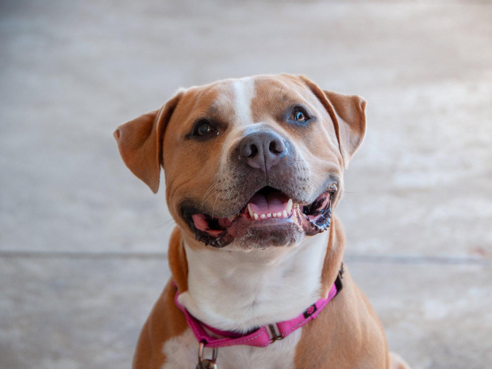Nilla, Adoptable, Adult Female Pit Bull Terrier.
