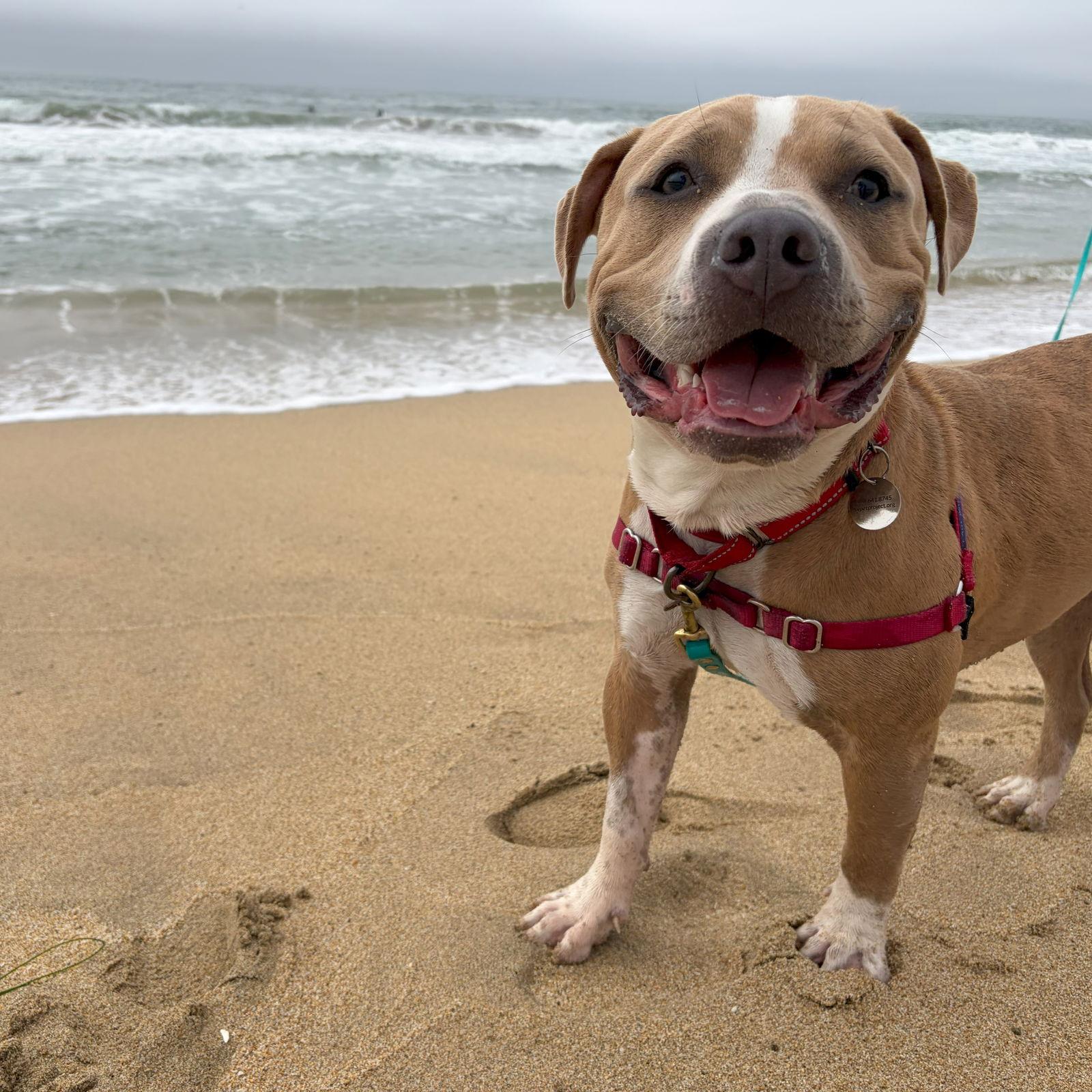 Nilla, a Adoptable Staffordshire Bull Terrier in San Jose, CA image 3/3