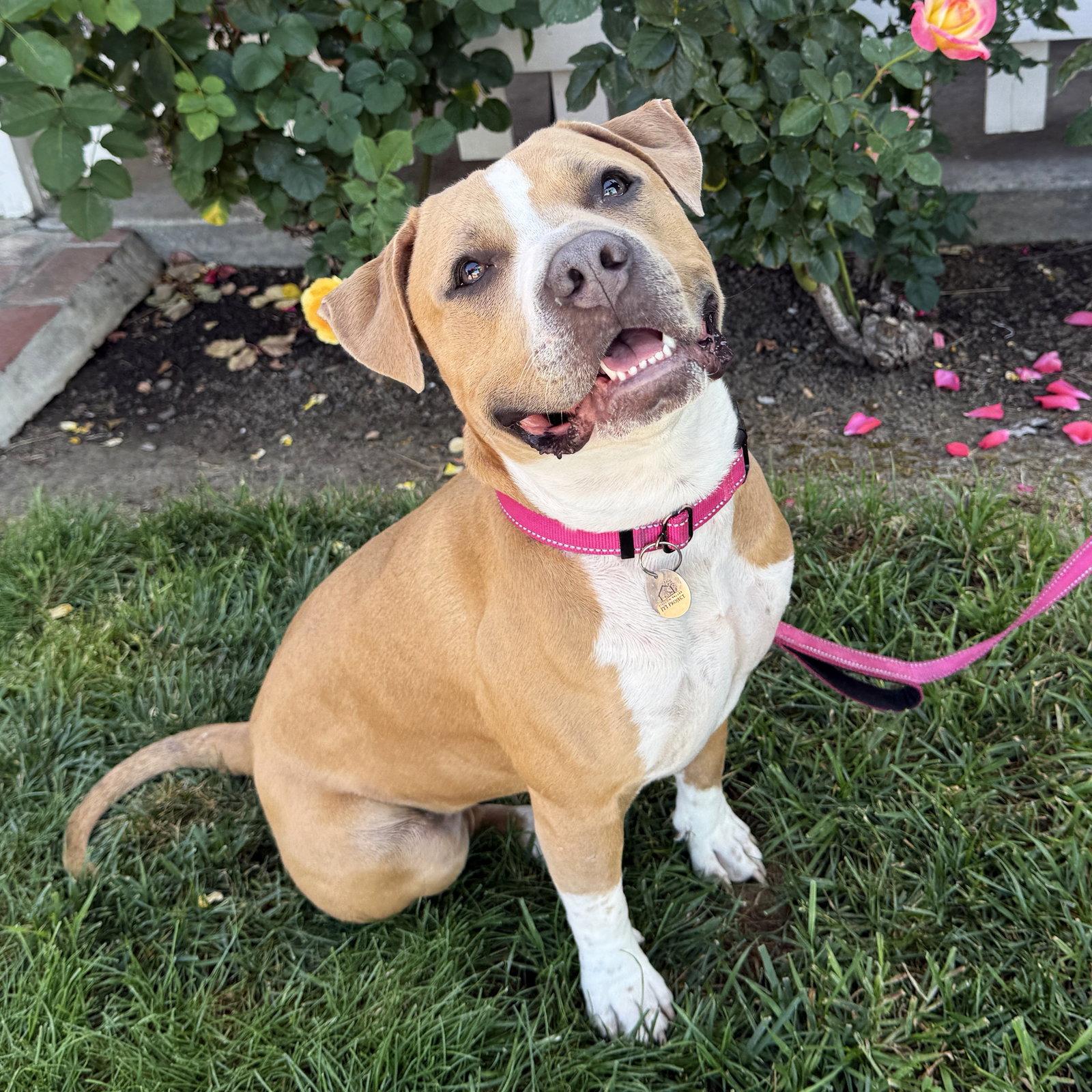 Enlarge Nilla, a Adoptable Pit Bull Terrier in San Jose, CA image 2/3