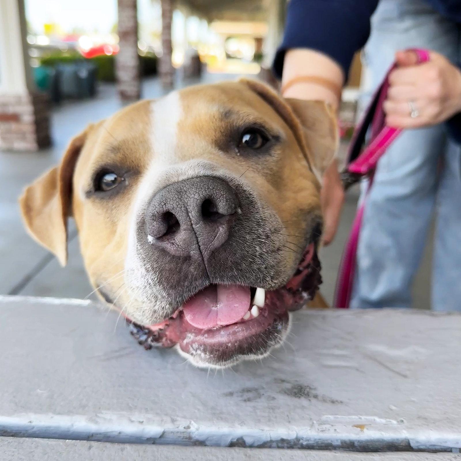 Enlarge Nilla, a Adoptable Pit Bull Terrier in San Jose, CA image 3/3