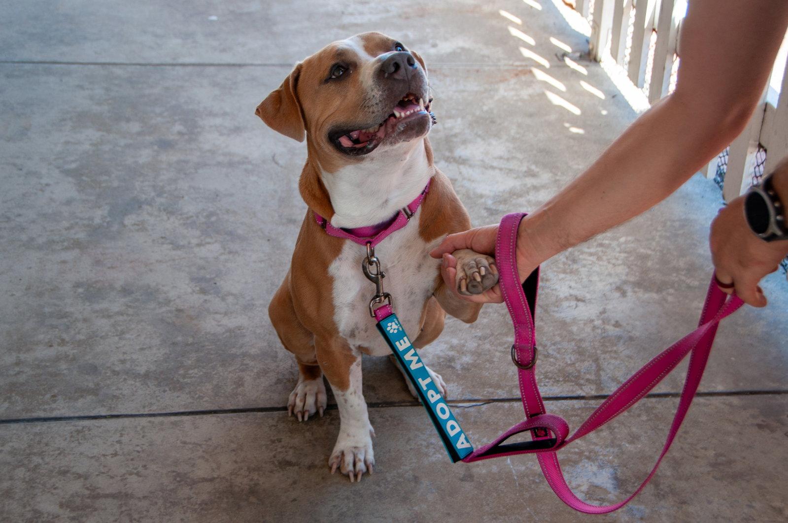 Enlarge Nilla, a Adoptable Pit Bull Terrier in San Jose, CA image 3/3