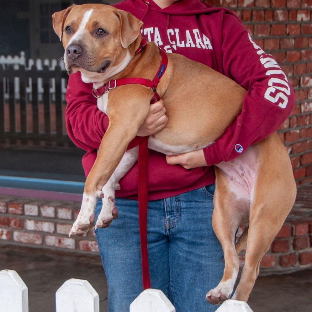 Enlarge Nilla, a Adoptable Staffordshire Bull Terrier in San Jose, CA image 3/3