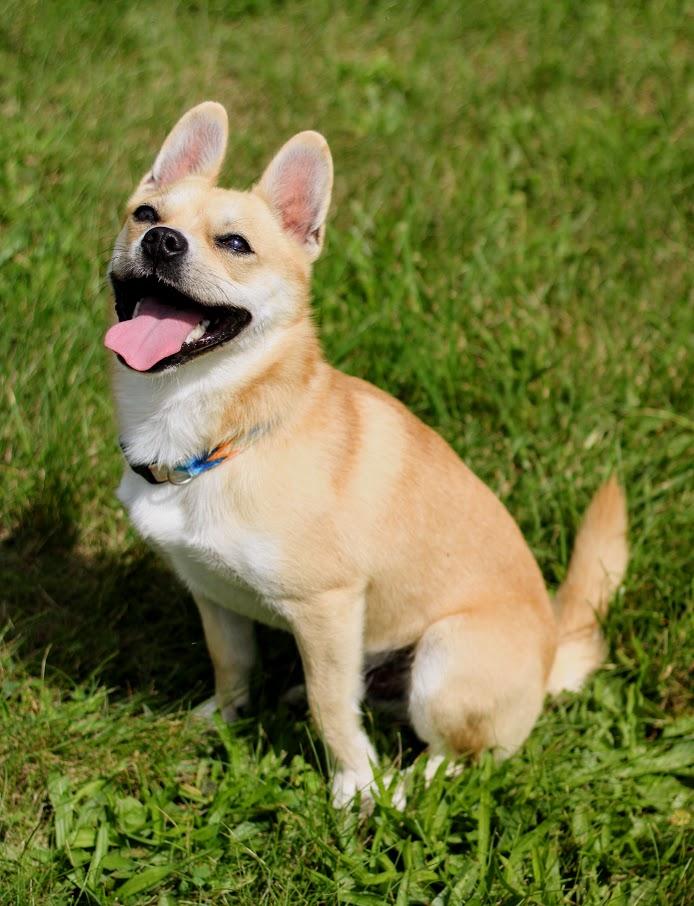 Enlarge Prince, a Adoptable mixed breed in Battle Creek, MI image 3/6