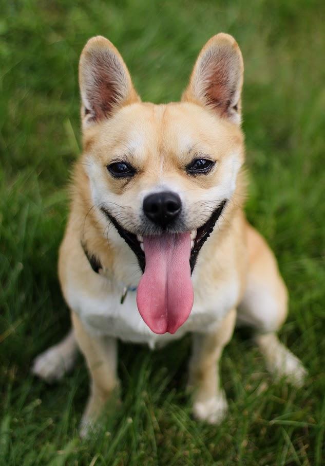 Enlarge Prince, a Adoptable mixed breed in Battle Creek, MI image 1/6