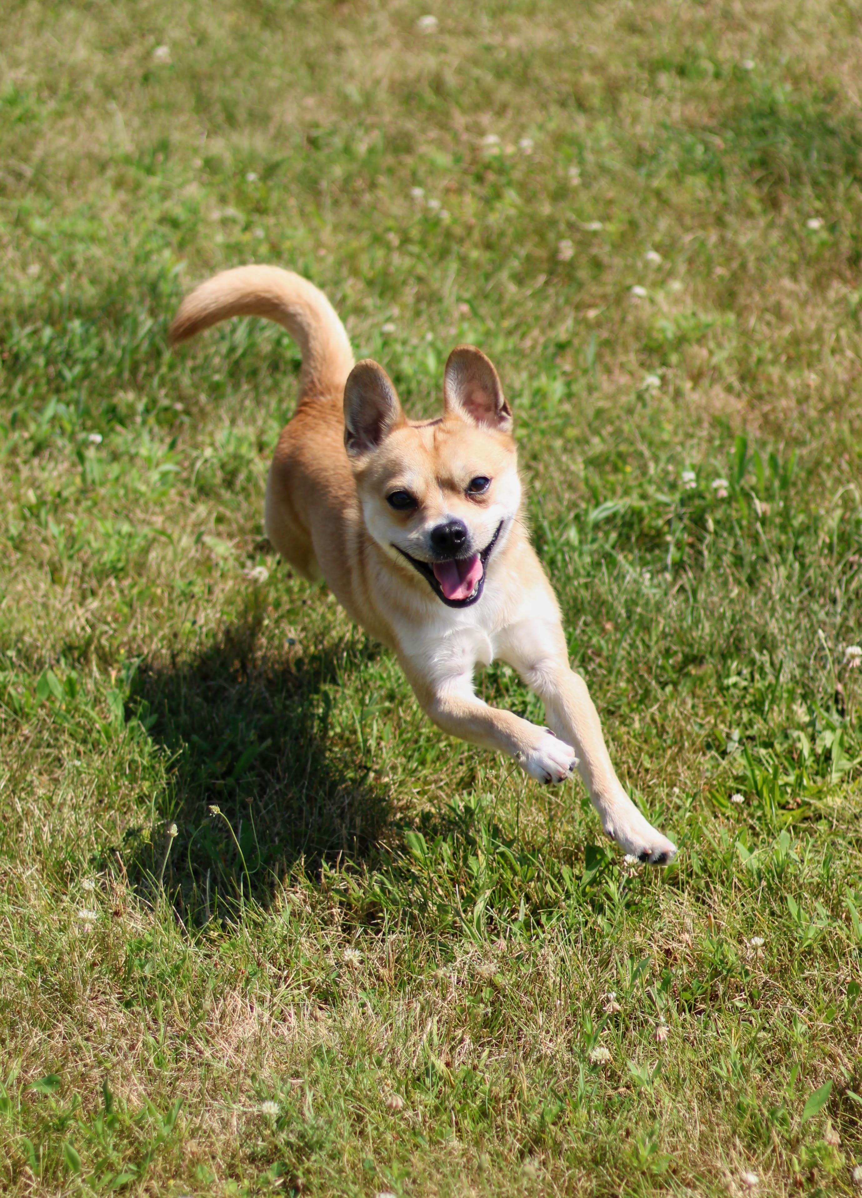 Enlarge Prince, a Adoptable mixed breed in Battle Creek, MI image 2/3