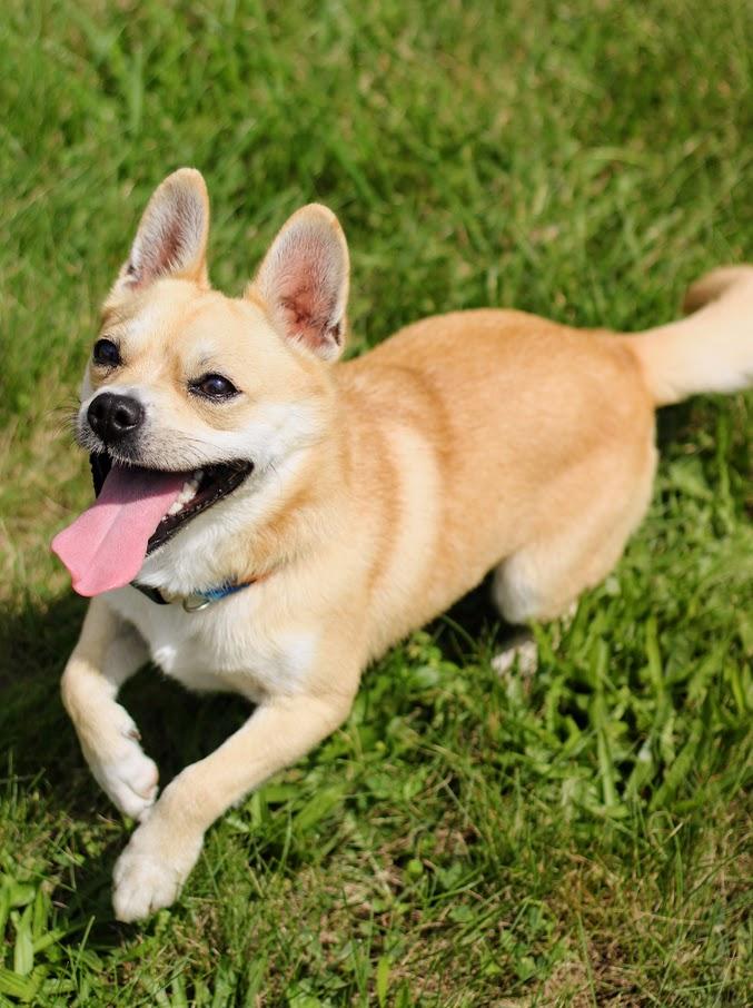 Enlarge Prince, a Adoptable mixed breed in Battle Creek, MI image 5/6