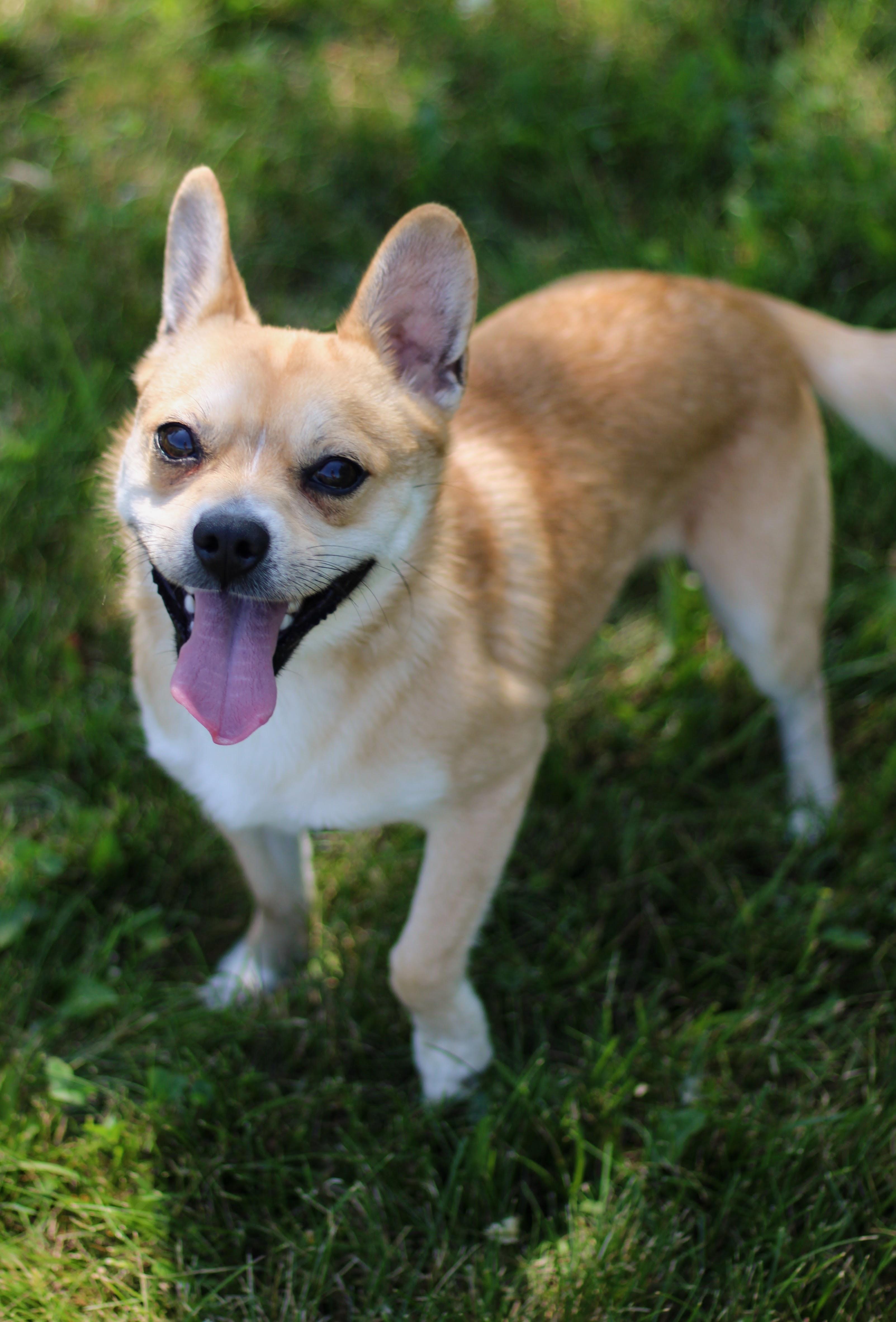 Enlarge Prince, a Adoptable mixed breed in Battle Creek, MI image 3/3