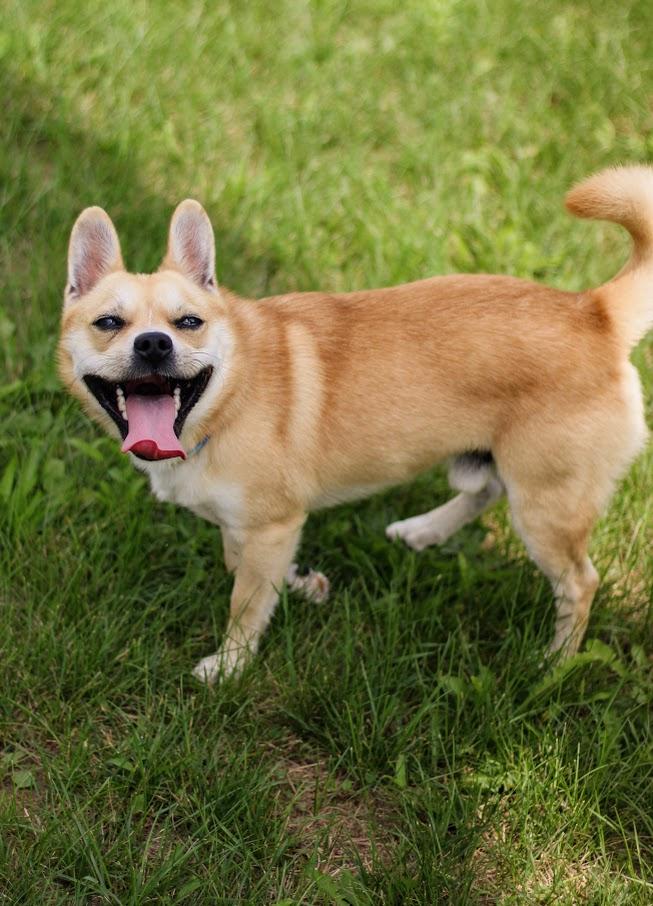 Enlarge Prince, a Adoptable mixed breed in Battle Creek, MI image 2/6