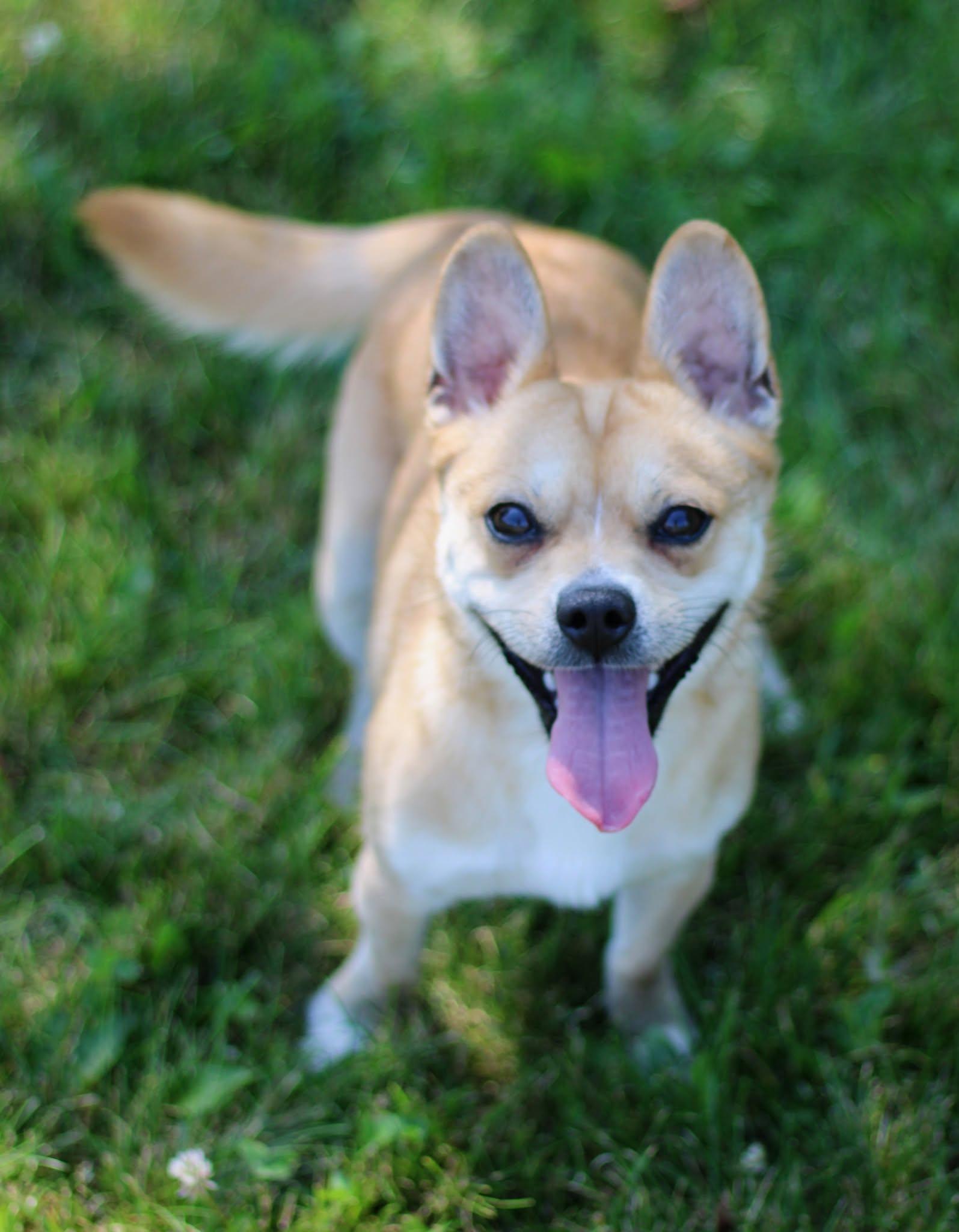 Enlarge Prince, a Adoptable mixed breed in Battle Creek, MI image 1/3