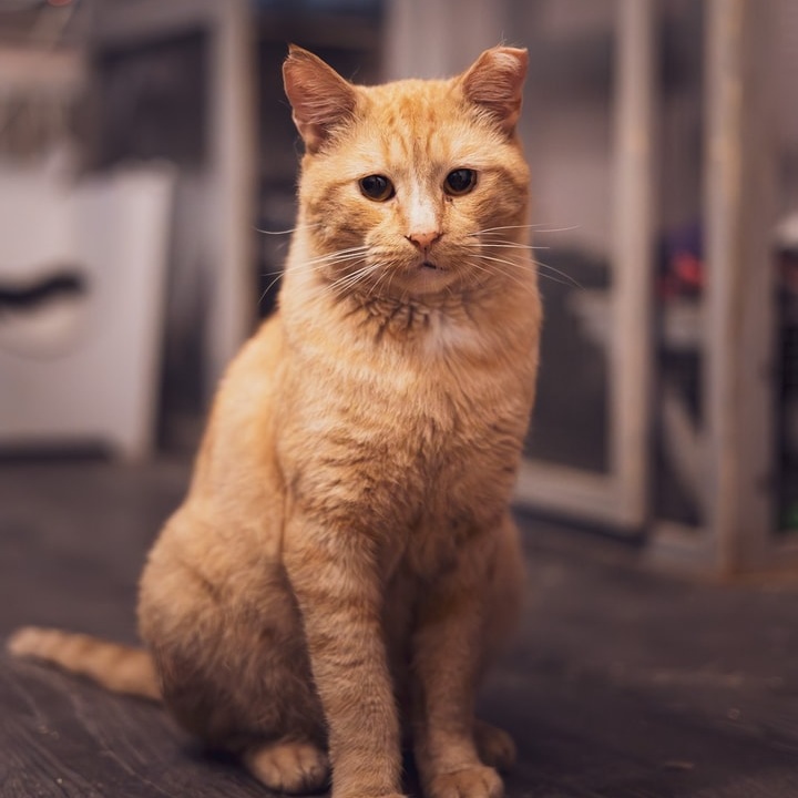 Pillsbury, a Adoptable Tabby in Astoria, NY image 2/4