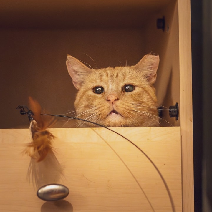 Pillsbury, a Adoptable Tabby in Astoria, NY image 4/4