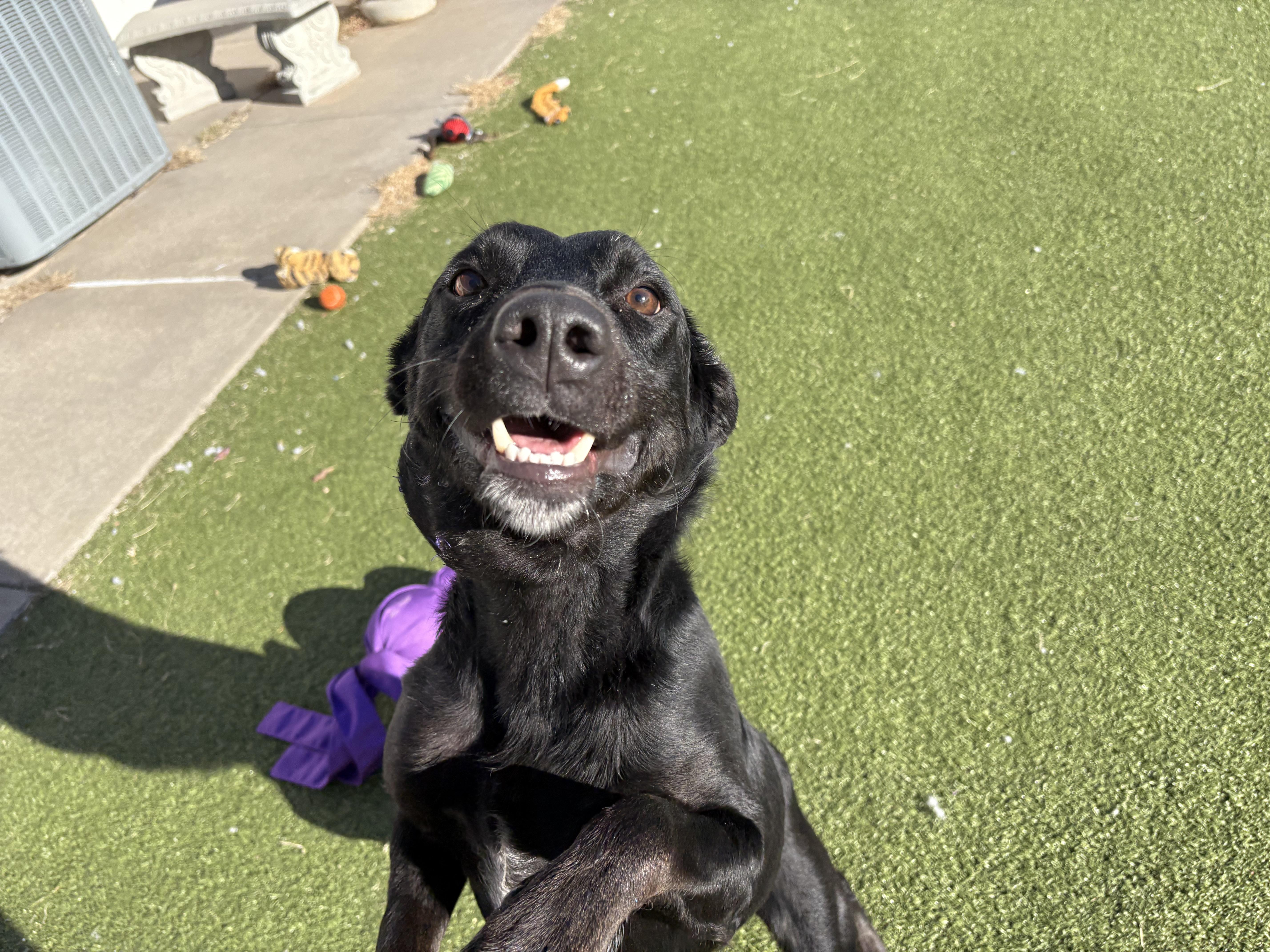 Robin, ADOPTABLE, Adult Male Black Labrador Retriever & Australian Cattle Dog / Blue Heeler.