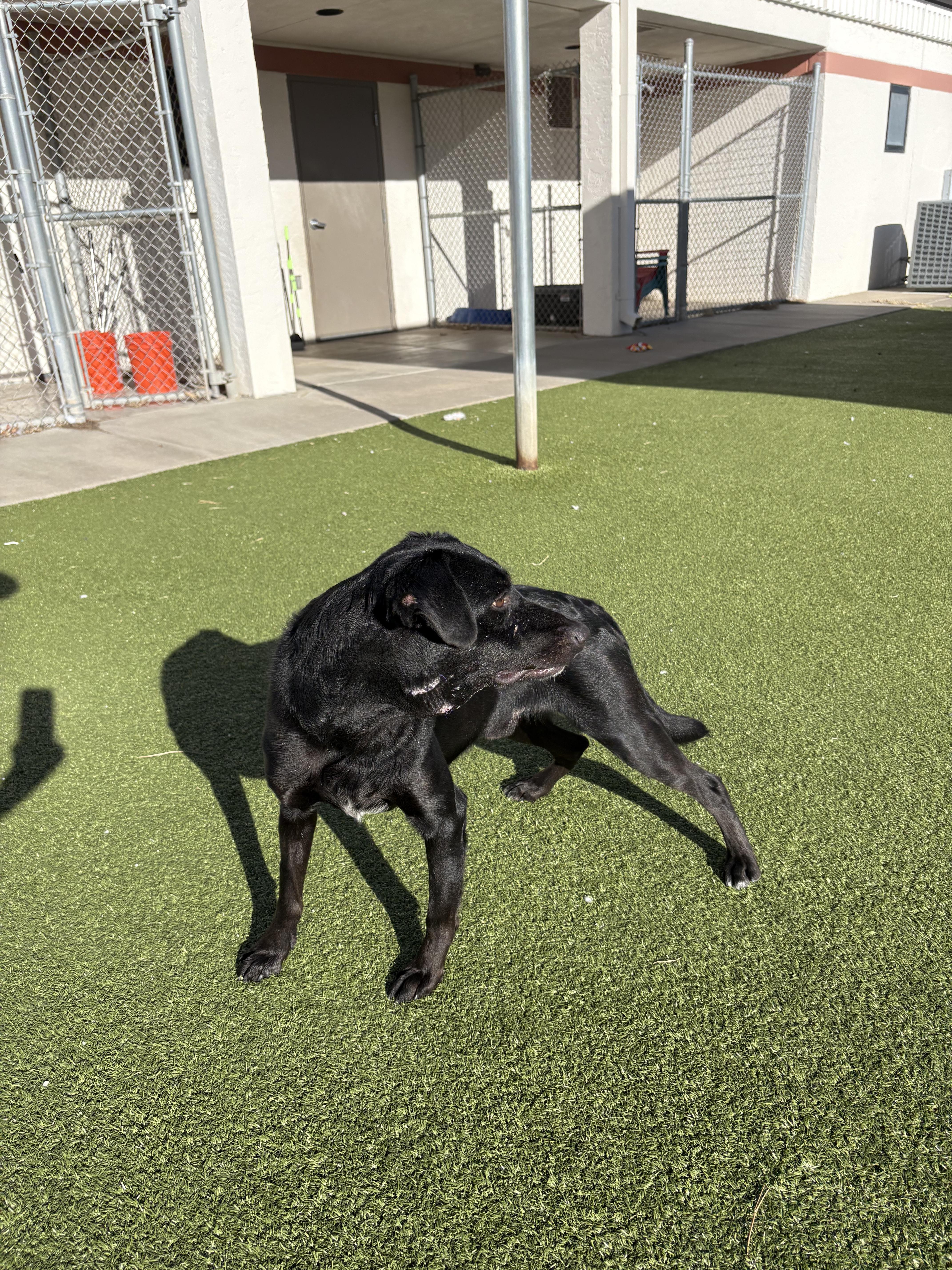 Enlarge Robin, a ADOPTABLE mixed breed in Hays, KS image 2/6