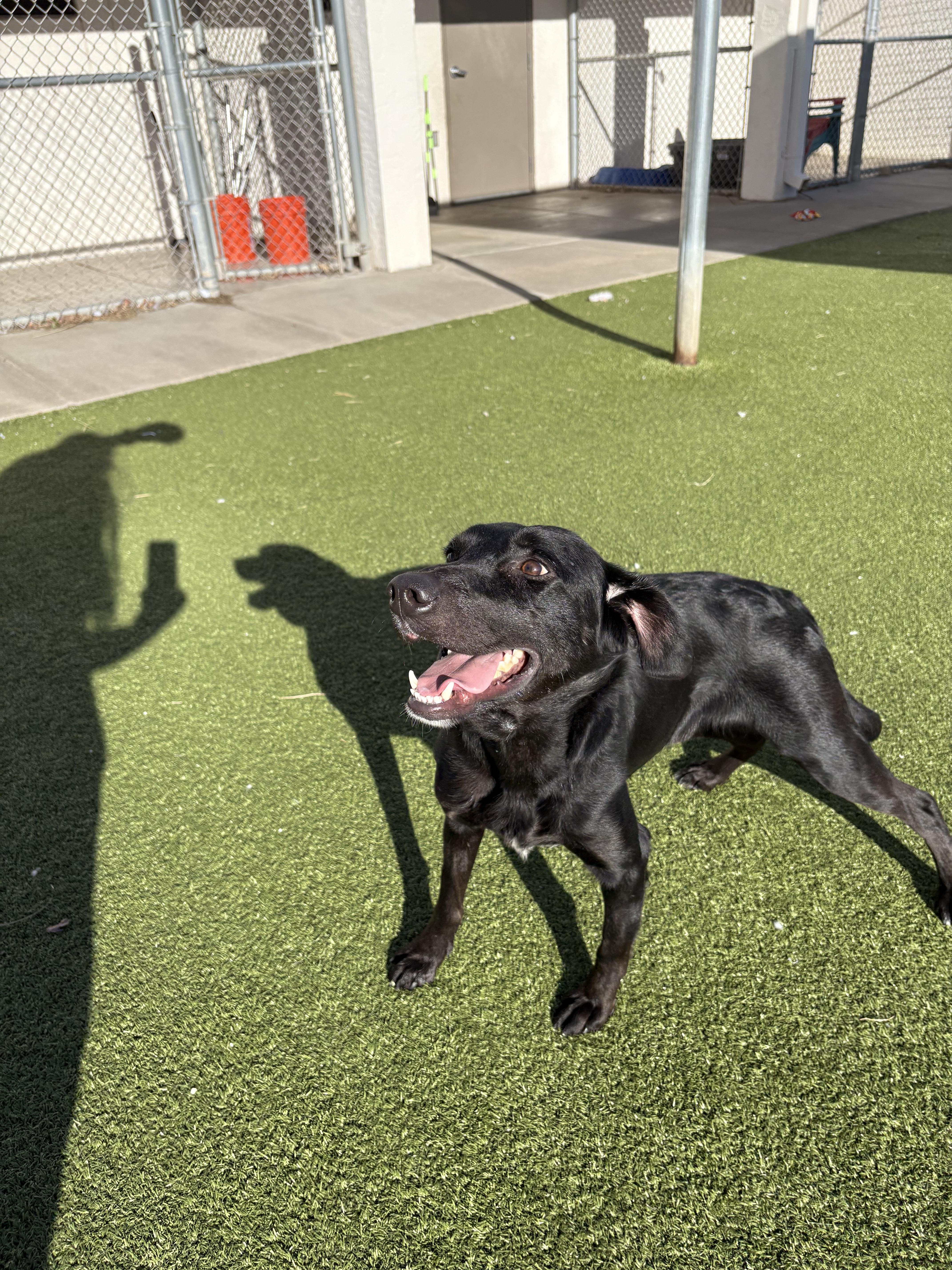 Enlarge Robin, a ADOPTABLE mixed breed in Hays, KS image 3/6