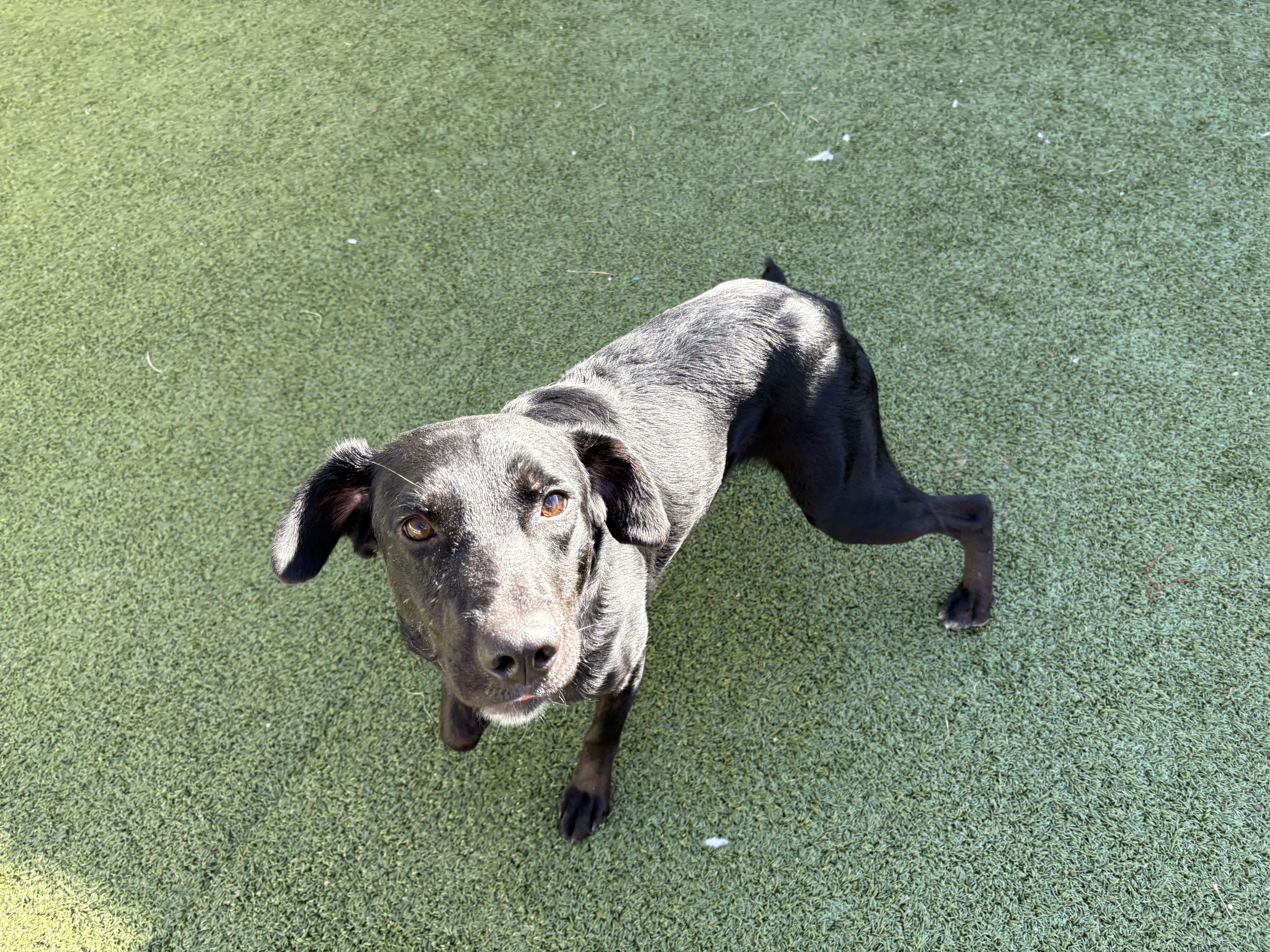 Enlarge Robin, a ADOPTABLE mixed breed in Hays, KS image 4/6