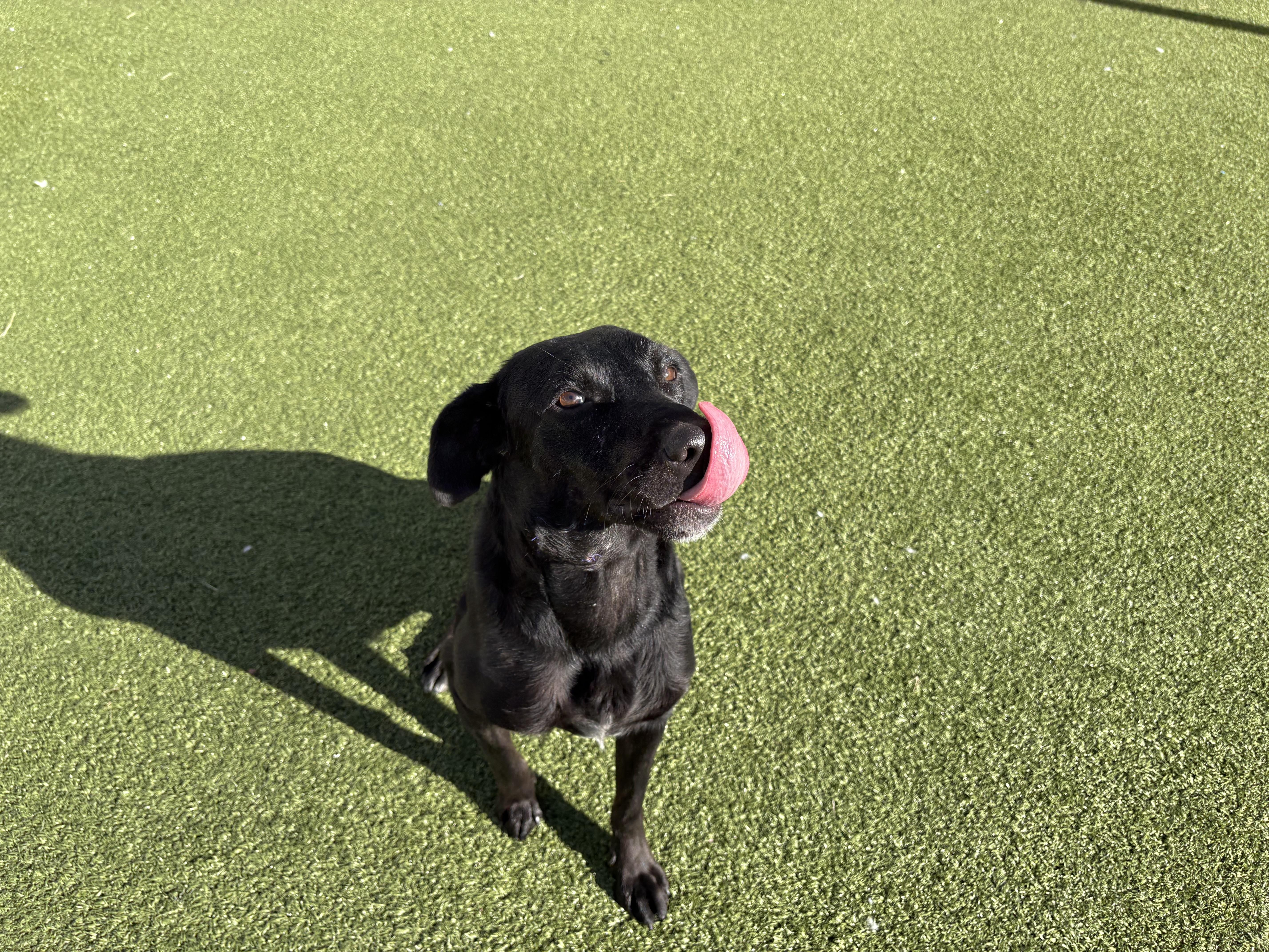 Enlarge Robin, a ADOPTABLE mixed breed in Hays, KS image 5/6