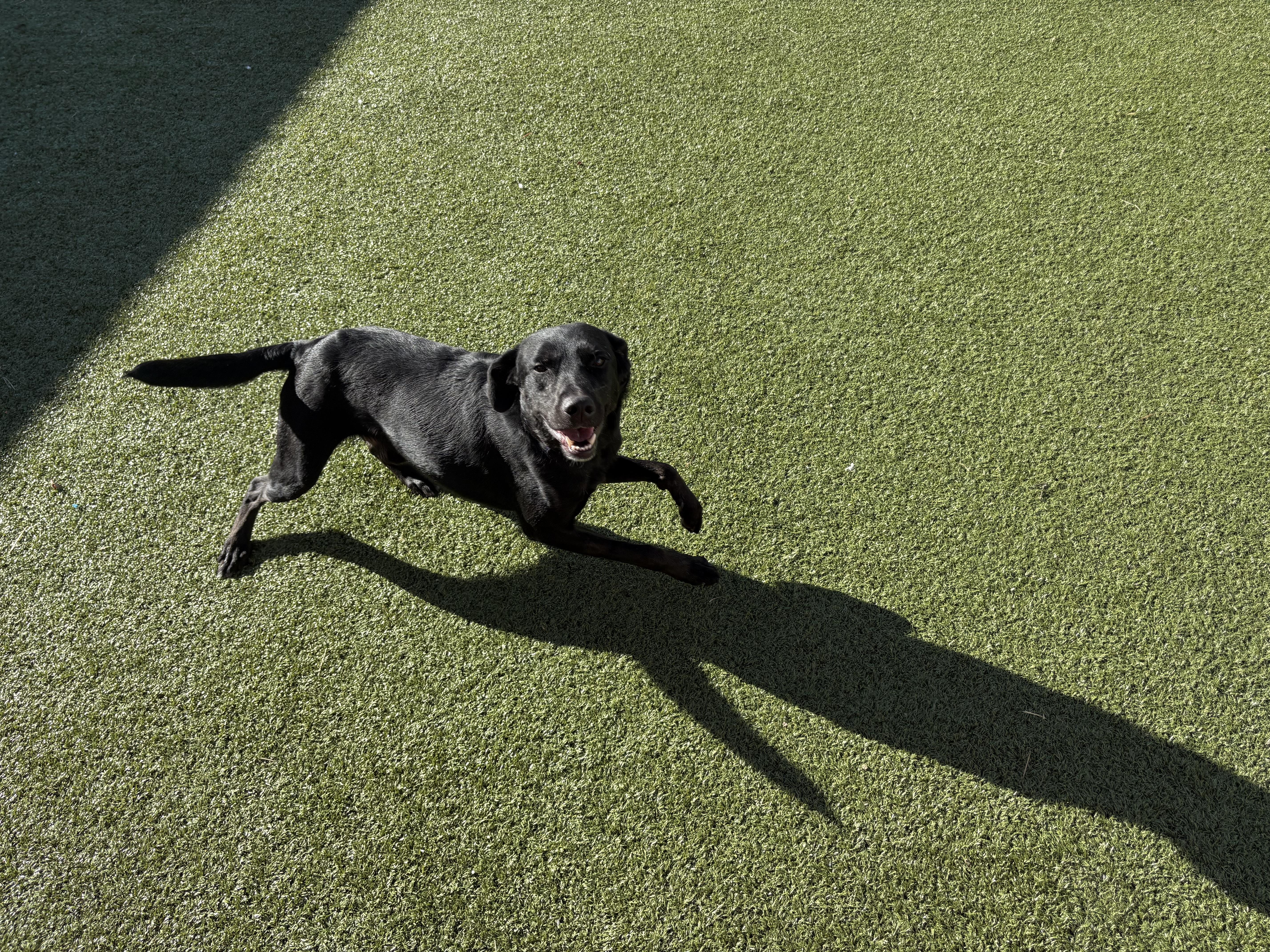 Enlarge Robin, a ADOPTABLE mixed breed in Hays, KS image 6/6