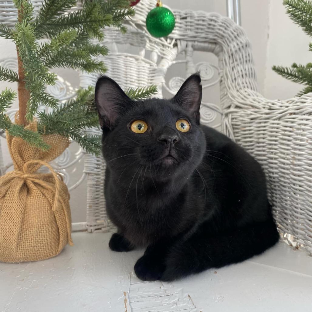 Enlarge Choco Tacco 55331, a Adoptable Domestic Medium Hair in Eaton Rapids, MI image 1/3