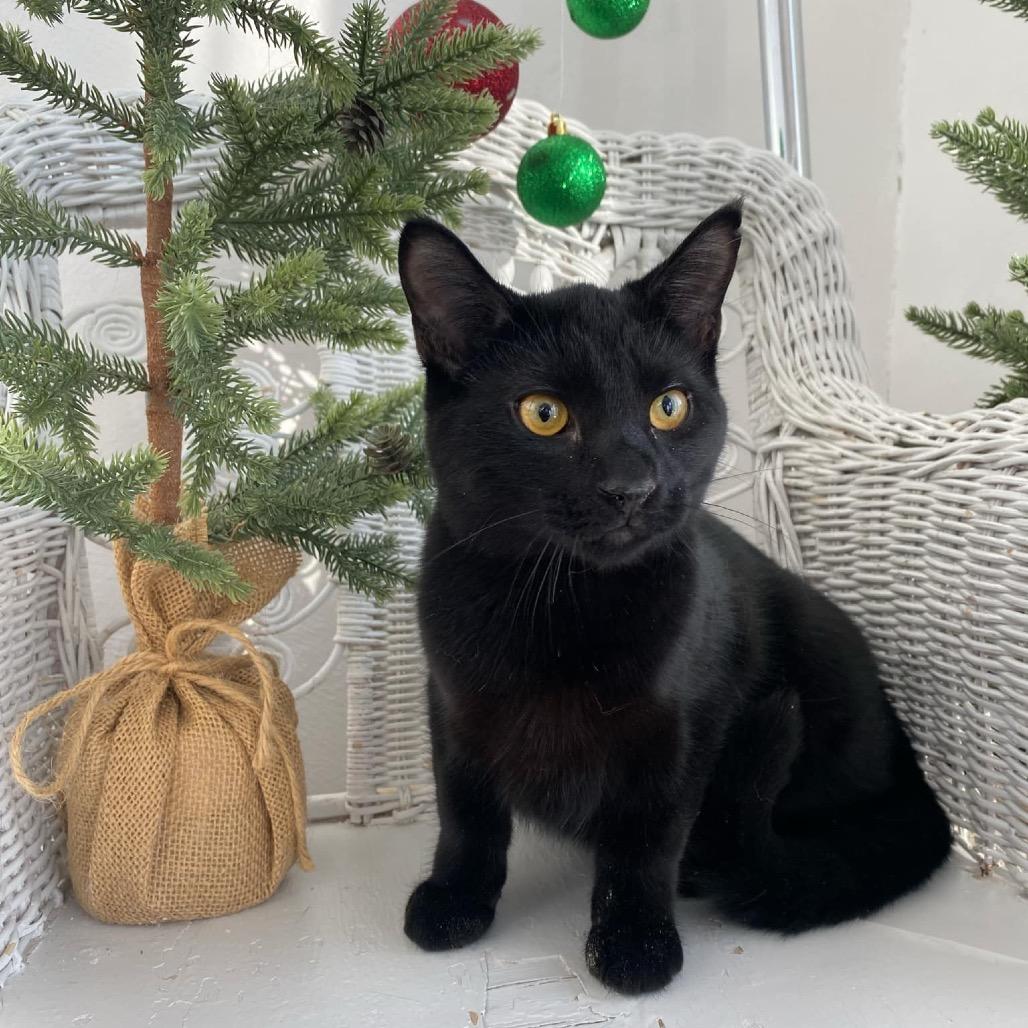 Enlarge Choco Tacco 55331, a Adoptable Domestic Medium Hair in Eaton Rapids, MI image 2/3