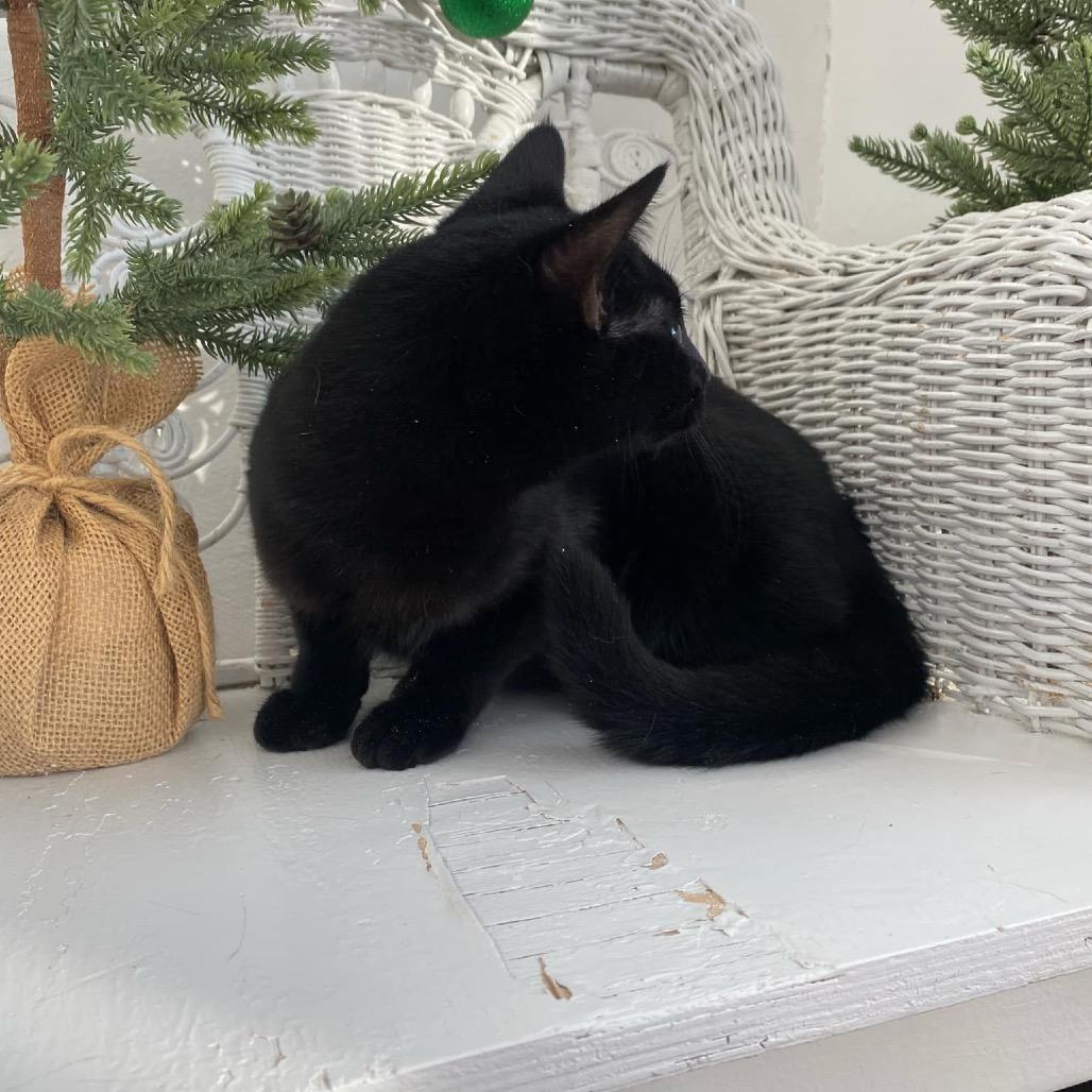 Enlarge Choco Tacco 55331, a Adoptable Domestic Medium Hair in Eaton Rapids, MI image 3/3