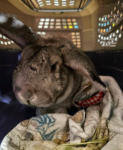Ginsburg, a Adopted Bunny Rabbit in Westbrook, ME image 1/2