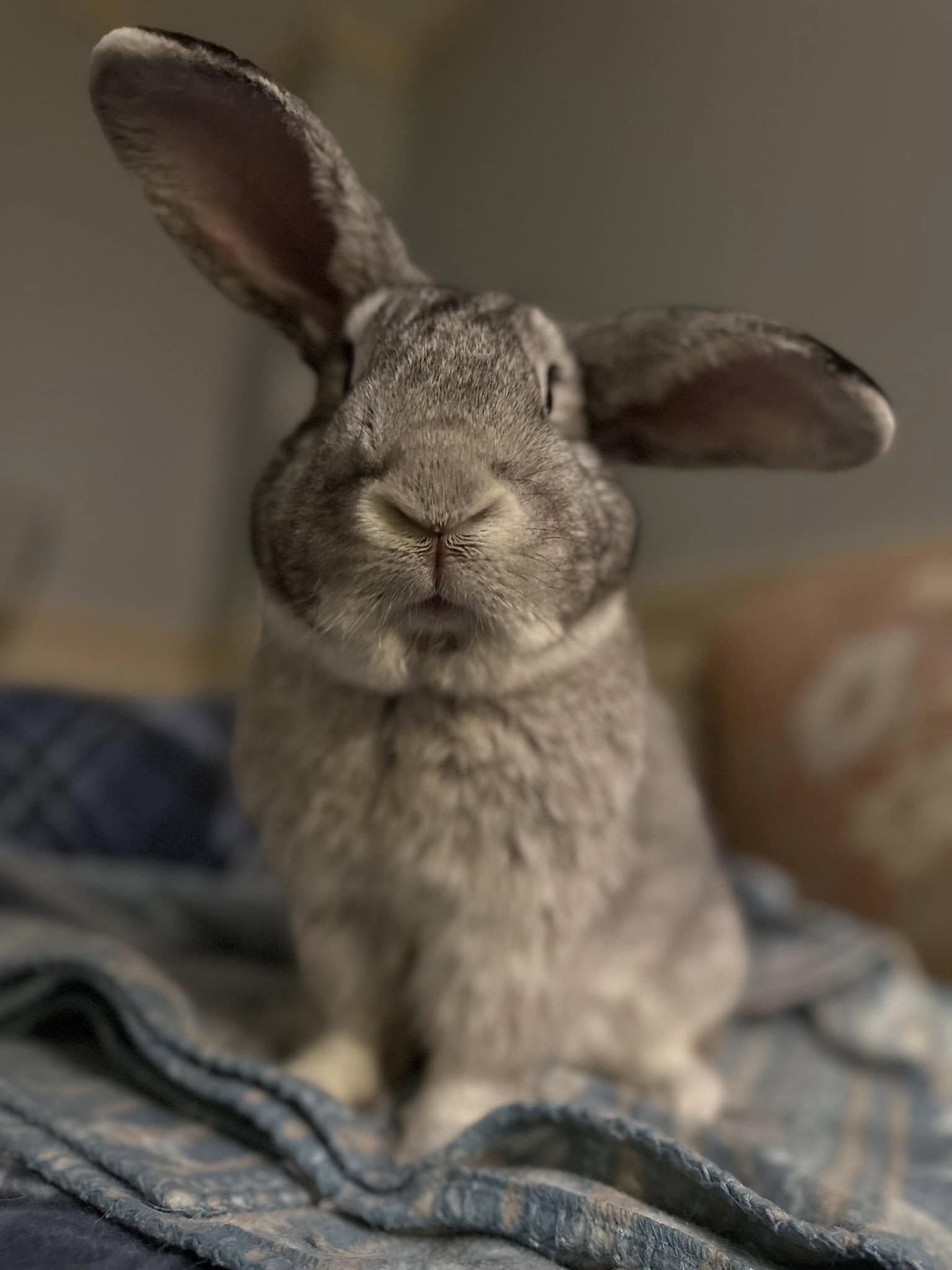 Ginsburg, a Adopted Bunny Rabbit in Westbrook, ME image 2/2