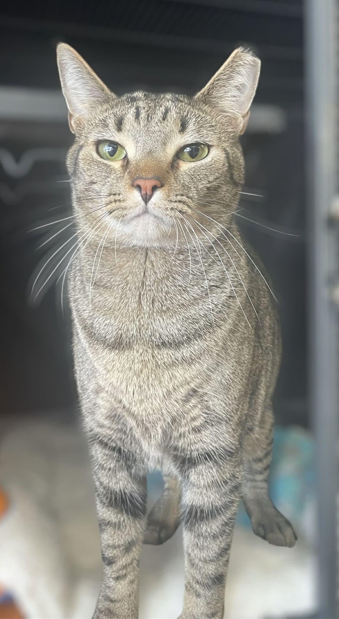 Enlarge Derby, a Adopted Domestic Short Hair in Gettysburg, PA image 1/1