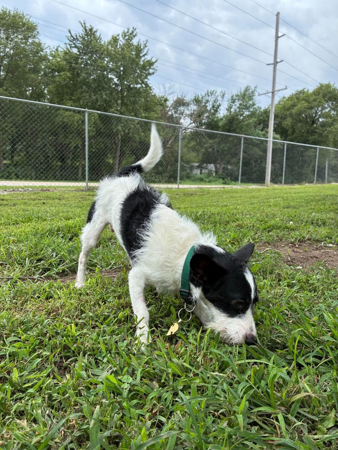 Sid, an adopted Miniature Schnauzer in Mason City, IL image 6/6
