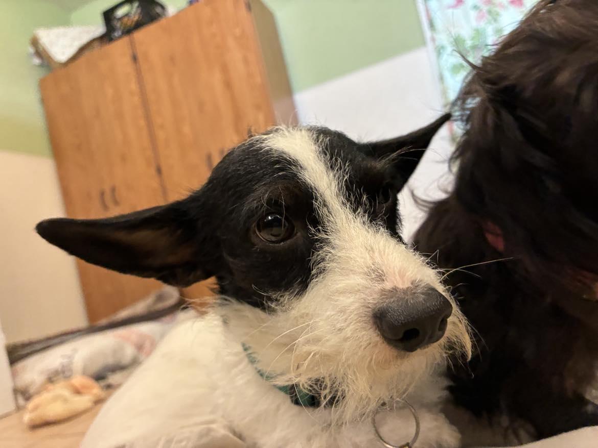 Sid, an adopted Miniature Schnauzer in Mason City, IL image 3/6