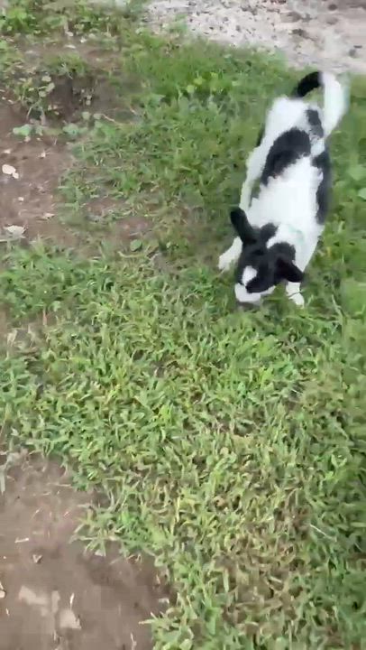 Enlarge Sid, an adopted Miniature Schnauzer in Mason City, IL video 4/6