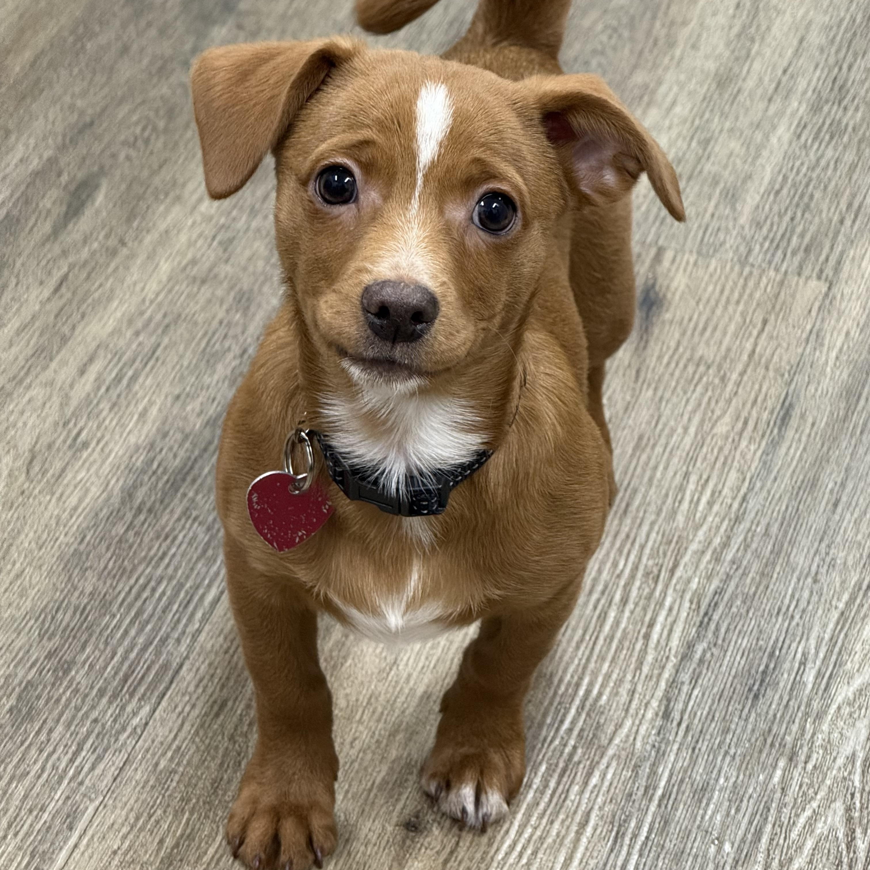 Rudolph, ADOPTABLE, Young Male Chihuahua.