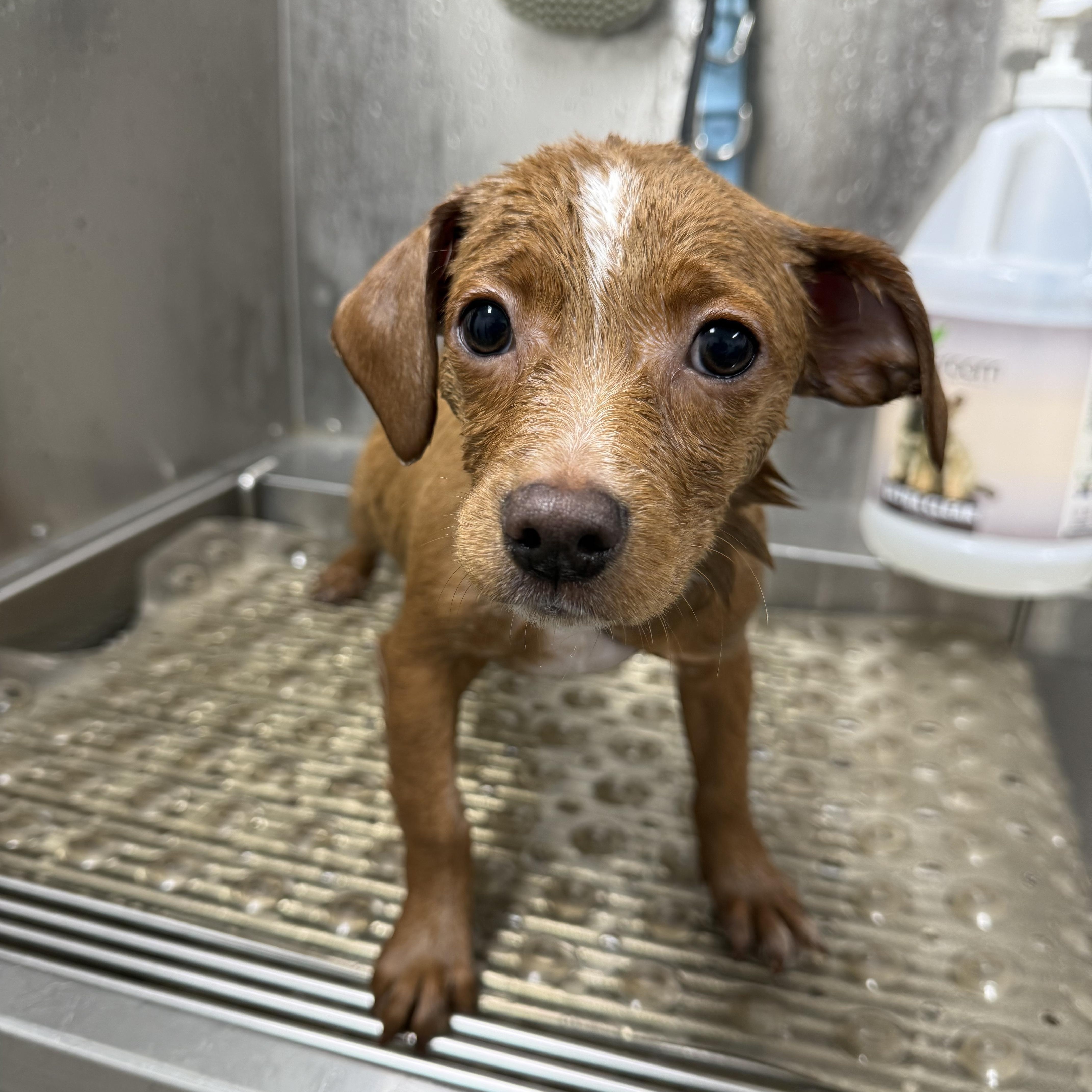 Enlarge Rudolph, a ADOPTABLE mixed breed in Burbank, CA image 4/5