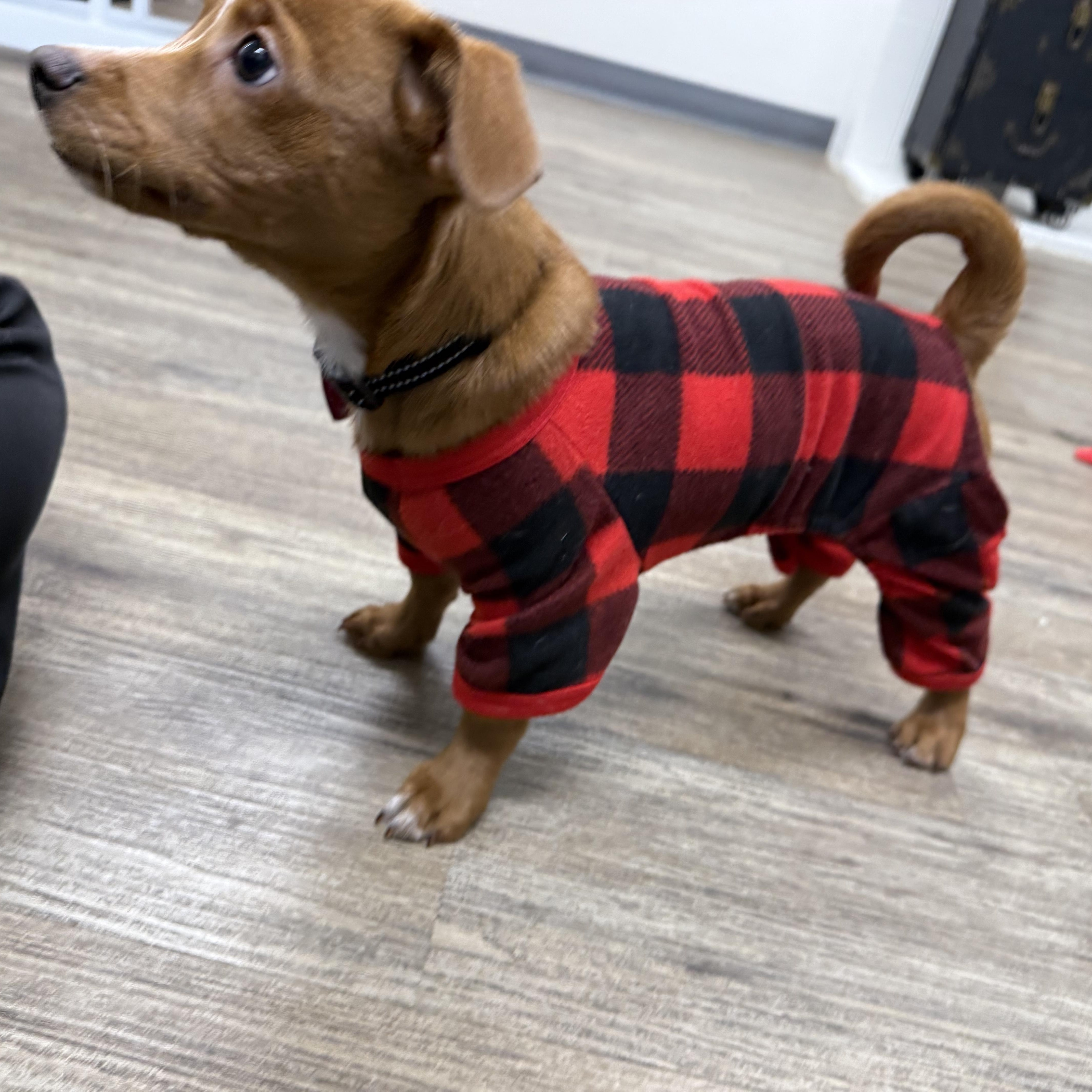 Enlarge Rudolph, a ADOPTABLE mixed breed in Burbank, CA image 2/5