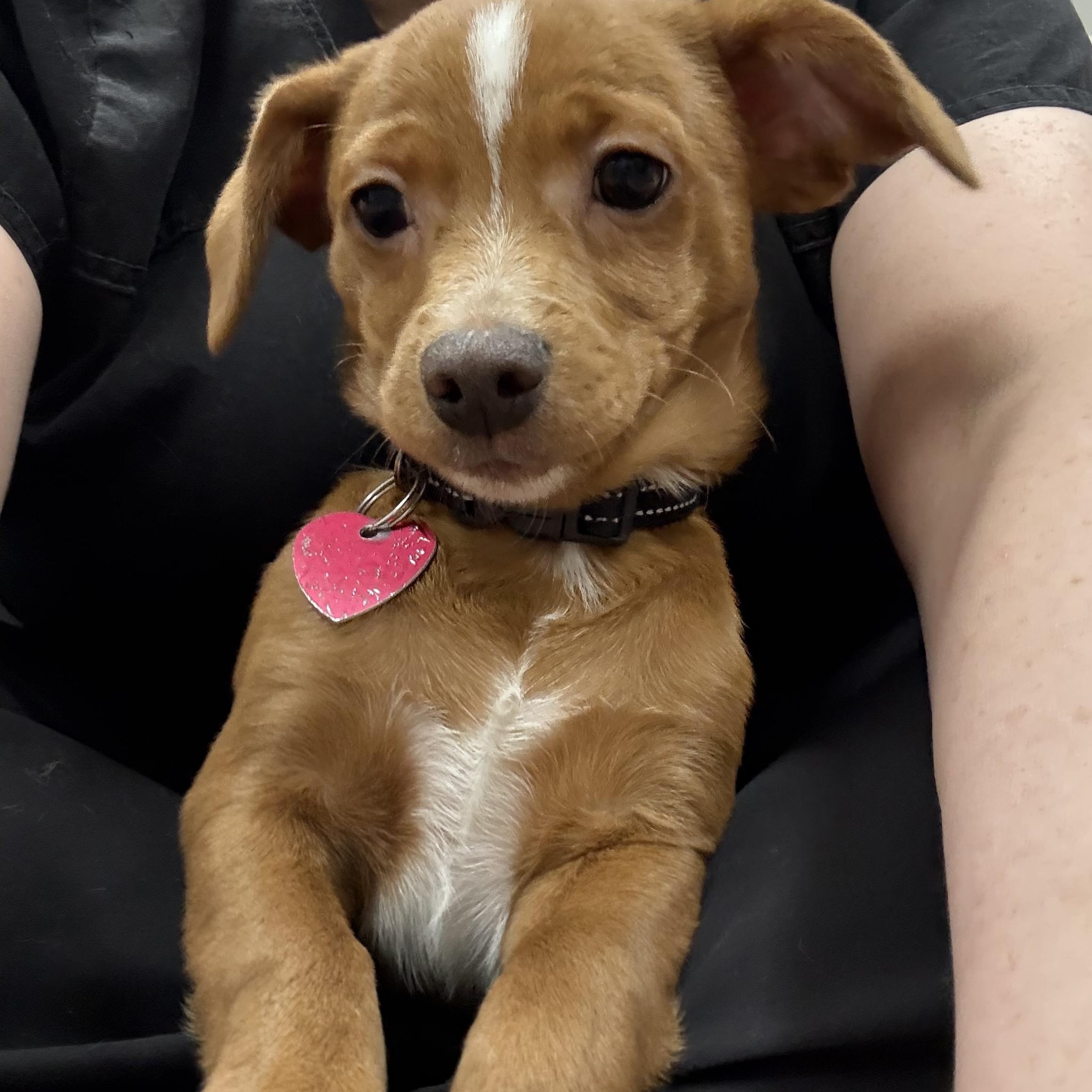 Enlarge Rudolph, a ADOPTABLE mixed breed in Burbank, CA image 5/5