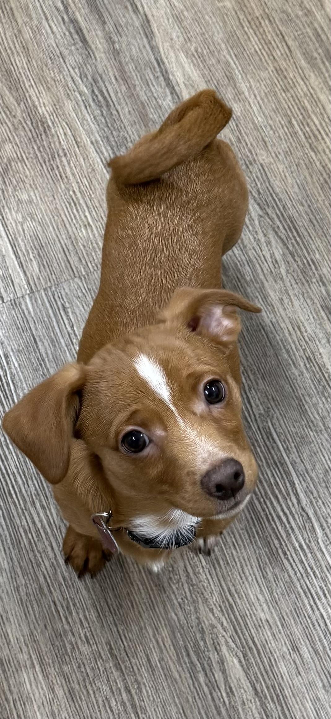 Enlarge Rudolph, a ADOPTABLE mixed breed in Burbank, CA image 3/5