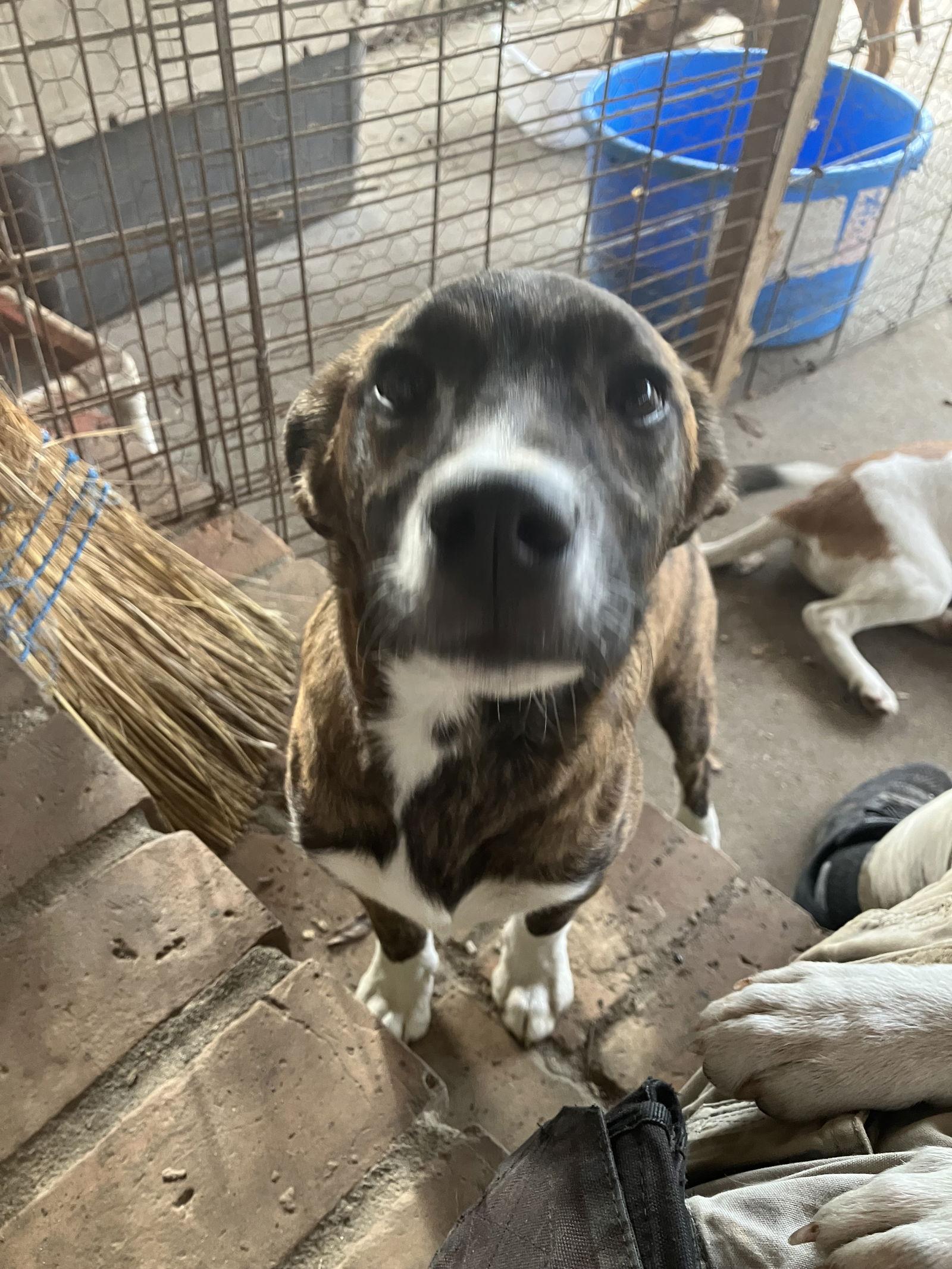 Happy, Adoptable, Puppy Male Labrador Retriever & Boxer.