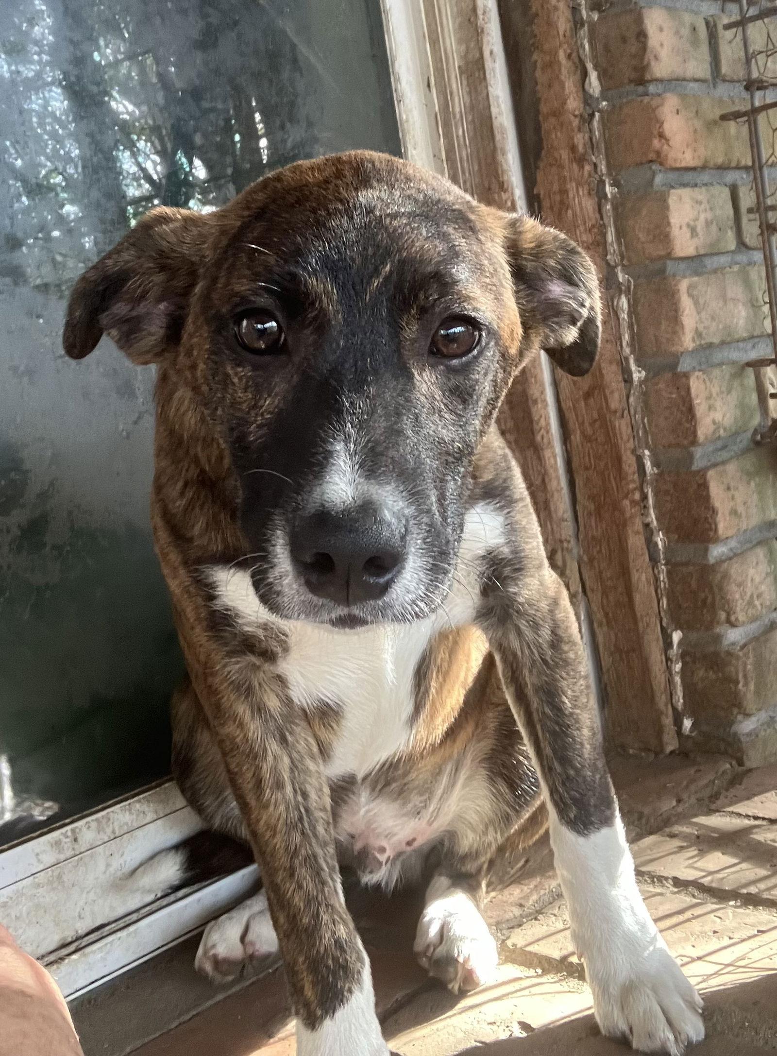 Enlarge Happy, a Adoptable mixed breed in Slidell, LA image 2/2